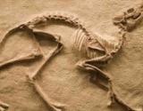 Paleontoloji ve Paleontologların Çalışma Alanları