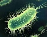 Bakteriler Hakkýnda Bilgi ve Bakterilerin Özellikleri