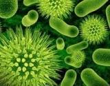 Antibiyotikler ve Bakteriler
