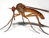 Sivrisinekler Hakkýnda Bilgi
