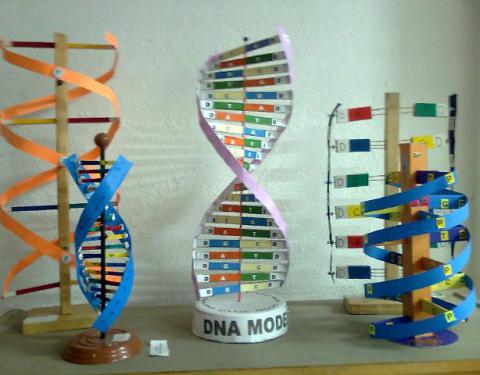 DNA Maketi Projesi